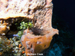 Lion Fish by Nathan Cook 